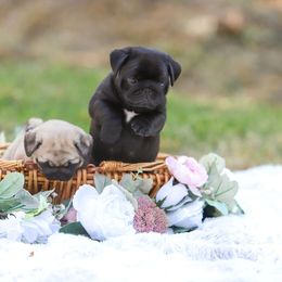 Pug Puppies from Malta Pugs