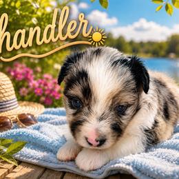 Chandler - Blue merle male Miniature Australian Shepherd puppy in Lubbock, Texas from Baby Storm Kennels