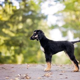 Afghan Hound Puppies from Royal Legacy