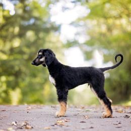 Afghan Hound Puppies from Royal Legacy