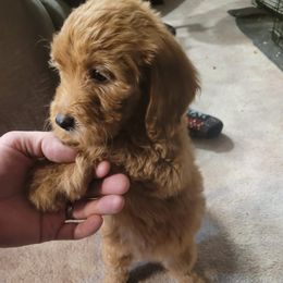 Goldendoodles and Yorkshire Terriers from Mathiasons Little Barkers