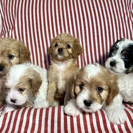 Cavapoo puppies from Ozark Mountain Cavaliers