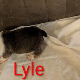 Bulldog Puppies from Shirley EB