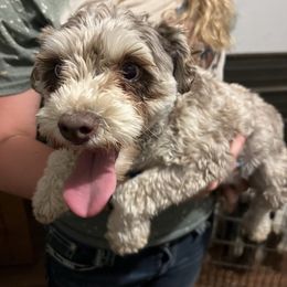 Josie - Miniature Schnauzer