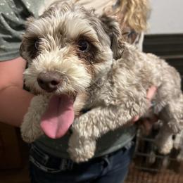 Josie - Miniature Schnauzer