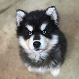 Siberian Husky Puppies from First Frost Kennels