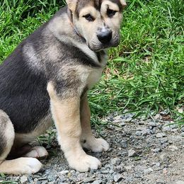 Central Asian Shepherd Dog Puppies from Guardian Dog