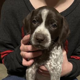 German Shorthaired Pointer Puppies from Bethlehem Farms