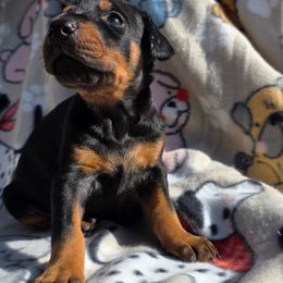 Pink - Black and rust female Doberman Pinscher puppy in Denham Springs, Louisiana from Franklin Dobermans