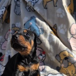 Pink - Black and rust female Doberman Pinscher puppy in Denham Springs, Louisiana from Franklin Dobermans