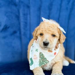 Dorothy - Red  female Poodle puppy in Bellville, Ohio from Cedar Ridge Standard Poodles