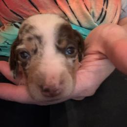 Girl 1 - Dapple Dachshund puppy in Mississippi from C & B Little Paws