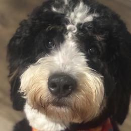Bernedoodles from Southern Magnolia Bernedoodles