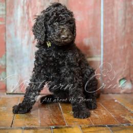 Poodle Puppies from Northern creek standard poodles