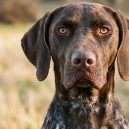 Olive - German Shorthaired Pointer