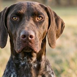 Olive - German Shorthaired Pointer