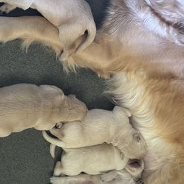 Eve - Light golden female Golden Retriever puppy in Warrenton, Virginia from Four Lochs LLC