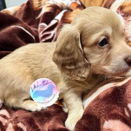 Boy 1 - Chocolate and cream male Dachshund puppy in Houston, Texas from L&L 4D Dancer’s Dachshunds