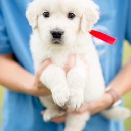Golden Retriever Puppies from Southland Goldens