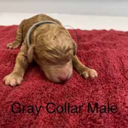 Poodle Puppies from Rock Creek Royal Poodles