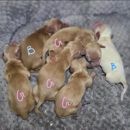 Teddy - Cream male Dachshund puppy in Pinson, Alabama from Sweet Honey Bunn Hounds