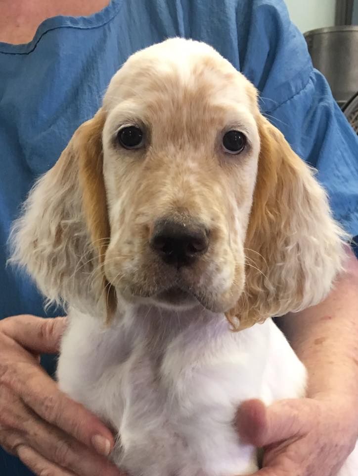 Feathers store english setters