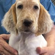 English Setter Puppies from Feathers English Setters