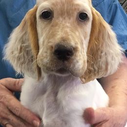 English Setter Puppies from Feathers English Setters