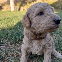 Poodle Puppies from All Poodle No Doodle