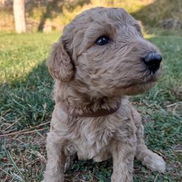 Poodle Puppies from All Poodle No Doodle
