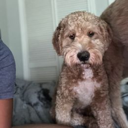 Grizzly - Goldendoodle