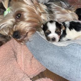 Yorkshire Terrier Puppies from VA Exclusive Yorkies