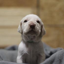 Loretta - White and orange female Bracco Italiano puppy in Williamsburg, Virginia from Eastern Breeze