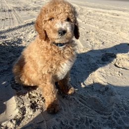 Dare - Poodle puppy from Leaning T Ranch