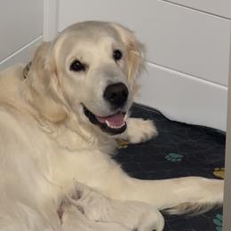 Boy pick 4 - Light golden male Golden Retriever puppy in Waterford, Pennsylvania from Living on Faiths Golden Retrievers