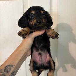 Dain - Black and tan male Dachshund puppy in Conroe, Texas from Dots Dachshunds