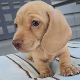 Boy 2 ( Puppy 3 by Birth order) - Cream male Dachshund puppy in Anamosa, Iowa from Melsh Precious Pets