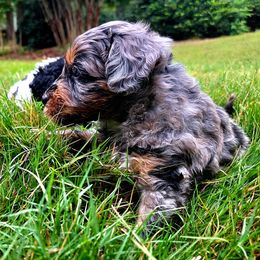 Aussiedoodle Puppies from Dogwood Family Doodles