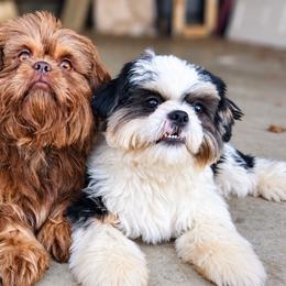 Shih Tzus from Manor Hills Shih Tzus