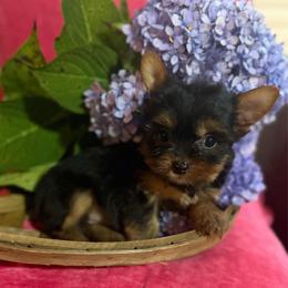 Girl 2 - Black and gold female Yorkshire Terrier puppy in Taylorsville, North Carolina from SilverLining highlands and hounds