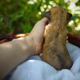 Companion Cross, Havanese, Mal-Shi, Maltese, Maltipoo, Morkie, and Shih Tzu Puppies from Seeking Shalom Acres Maltese, Maltipoos & Havamalts