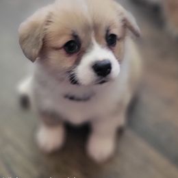 Vida Purple Girl - Red female Pembroke Welsh Corgi puppy in Fredericksburg, Texas from Hill Country Corgis