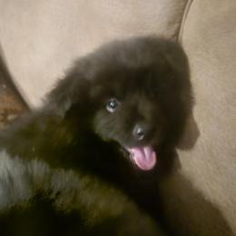 BUDDY - Black male Keeshond puppy in Tipton, Indiana from Keeshond Country Paradise