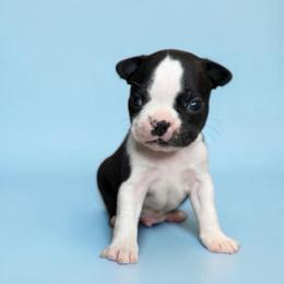 AKC Flint - Black and white male Boston Terrier puppy in Galena, Kansas from RottNBostons