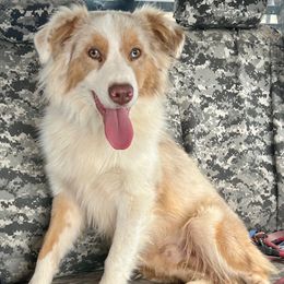 Dusty - Miniature Australian Shepherd