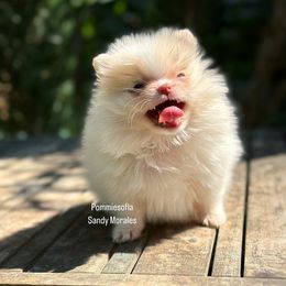 Bulldog and Pomeranian Puppies from Pommies of LA