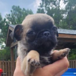 Kai - Fawn male Pug puppy in Hampstead, North Carolina from Delta pug puppies