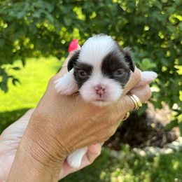 Girl 2 - Chocolate female Shih Tzu puppy in Danbury, Connecticut from Dempsey’s Darlings
