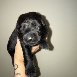 Gyutaro - Black male German Shepherd puppy in Columbus, Georgia from Blue Phoenix Shepherds