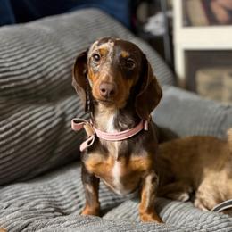 Philippa Pippinton - Dachshund